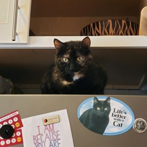 Meet your Posher, Layla